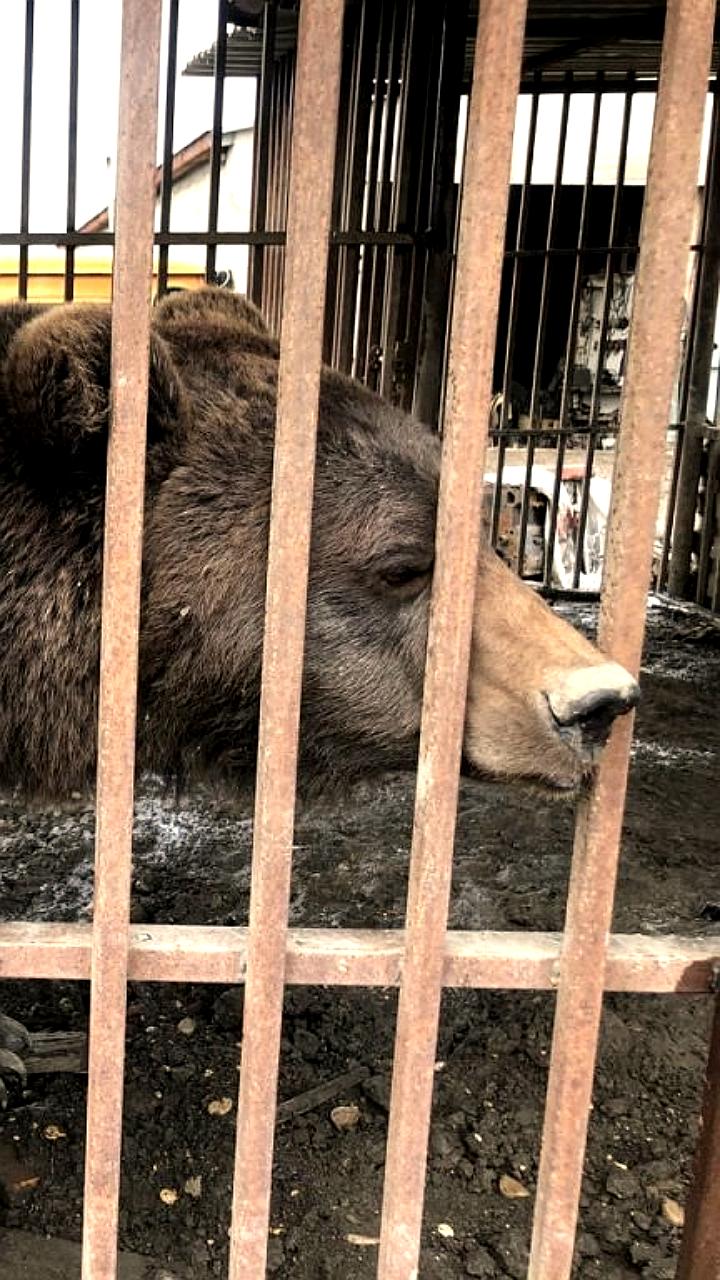 Медведицу Машу из Ставрополья заберут после решения суда