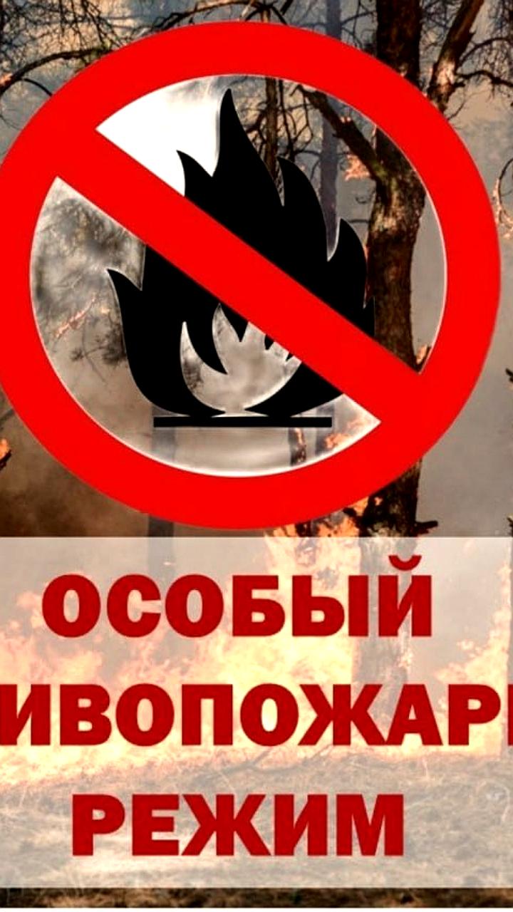В Корсакове вводятся ограничения на пребывание в лесу из-за пожароопасного режима