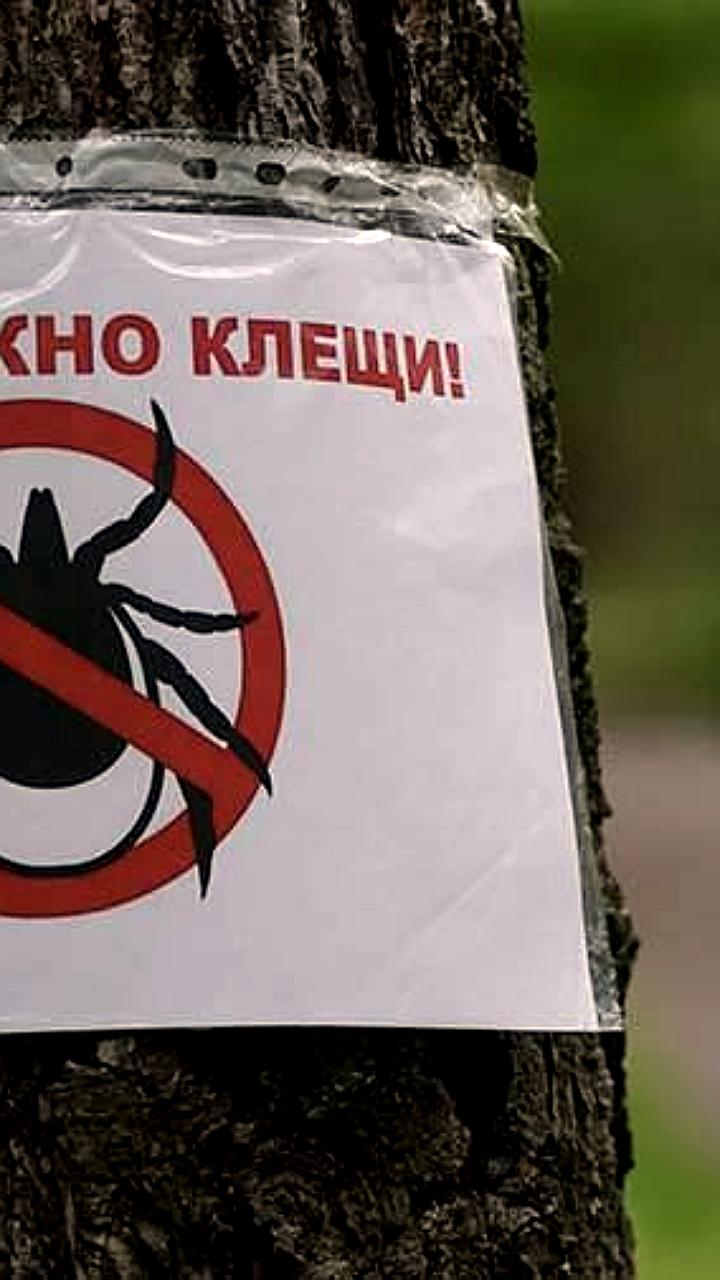 Аномальный рост численности клещей в Красноярском крае: укусы и меры предосторожности