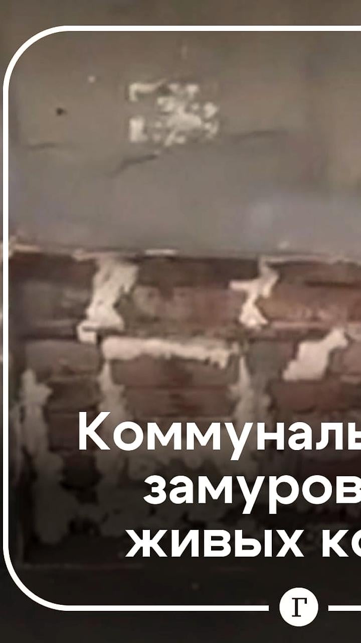 Жители Новосибирска требуют помощи в освобождении котят из замурованного подвала