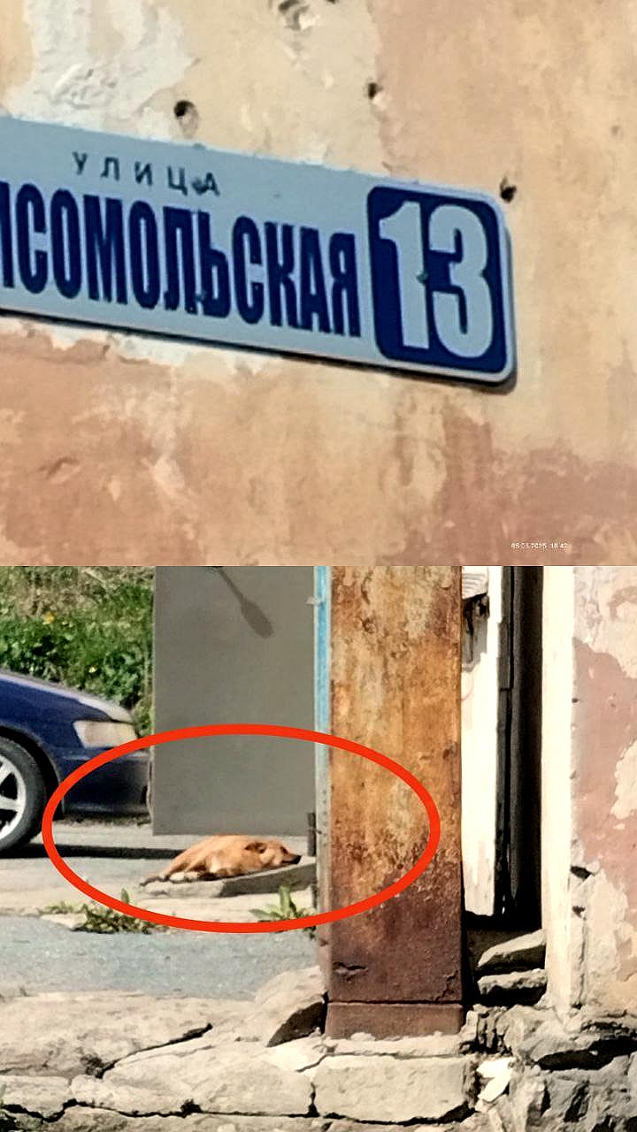 Жители Находки и Подмосковья обеспокоены угрозой от бездомных собак