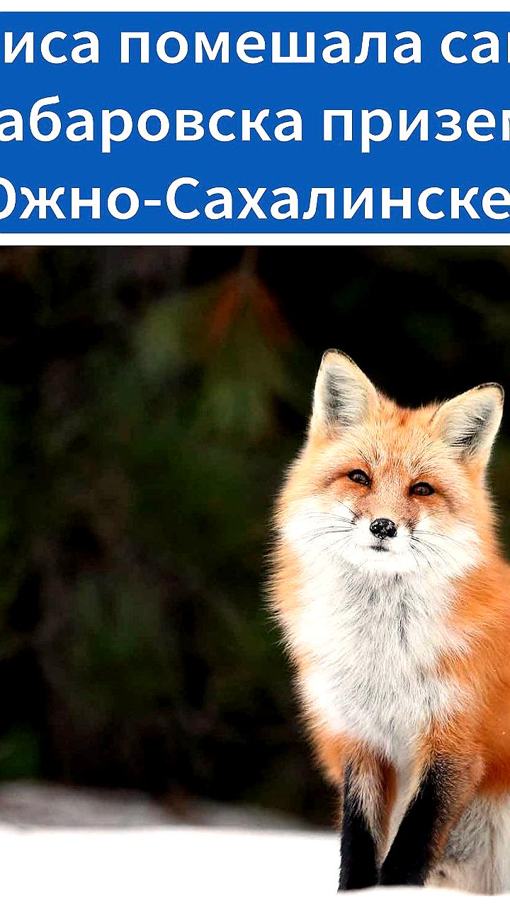 Лиса помешала приземлению рейса из Хабаровска в Южно-Сахалинске