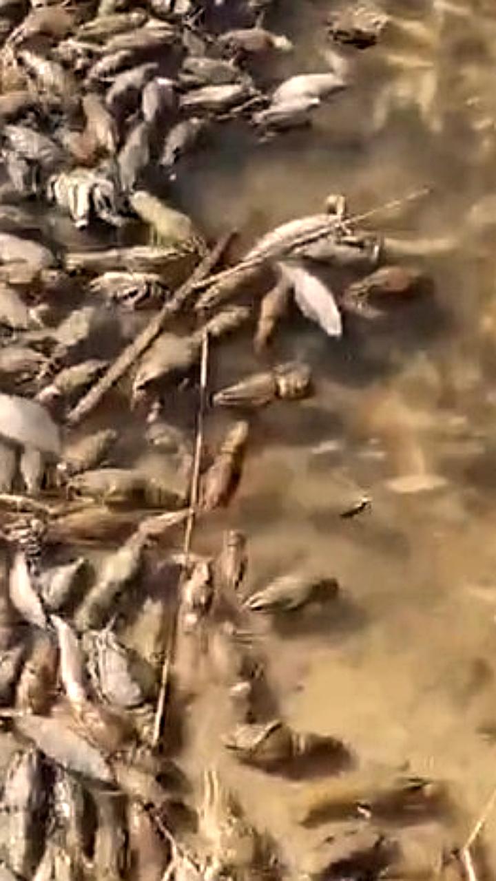Массовый мор рыбы и раков зафиксирован в Белоярском водохранилище и озере Став