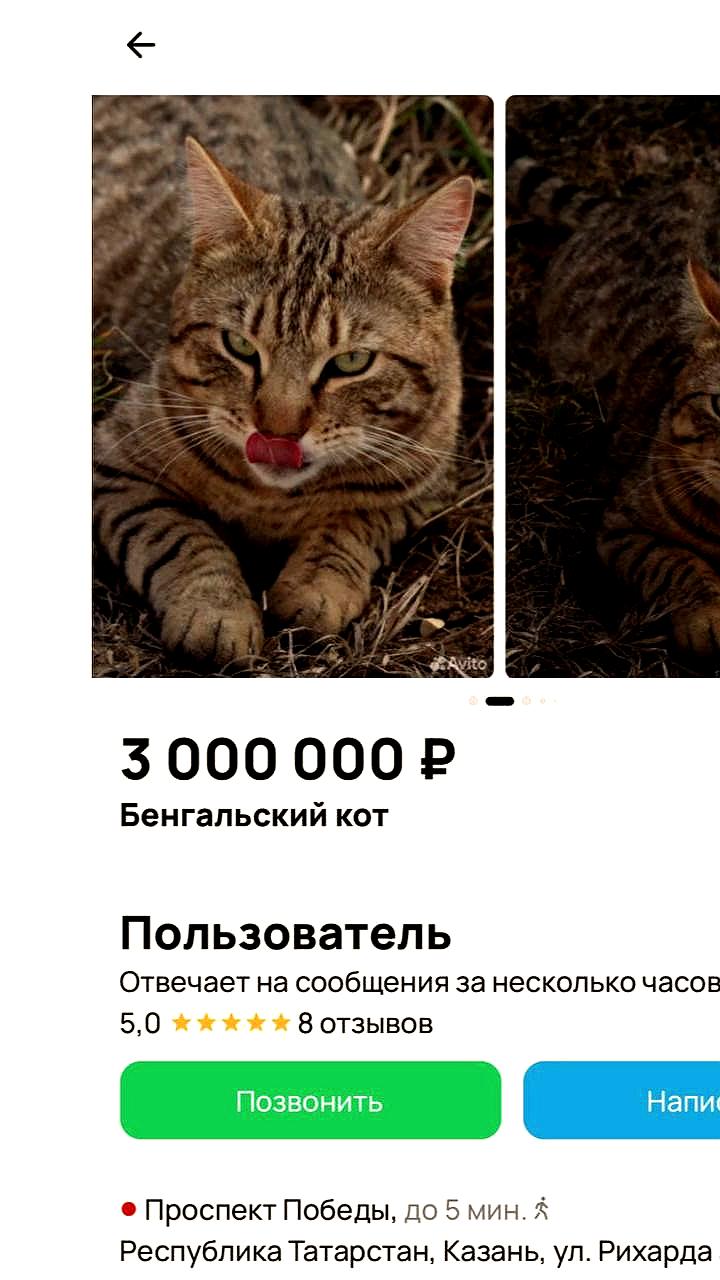 В Казани ипотечная заемщица продает бенгальского кота за 3 млн рублей для погашения кредита