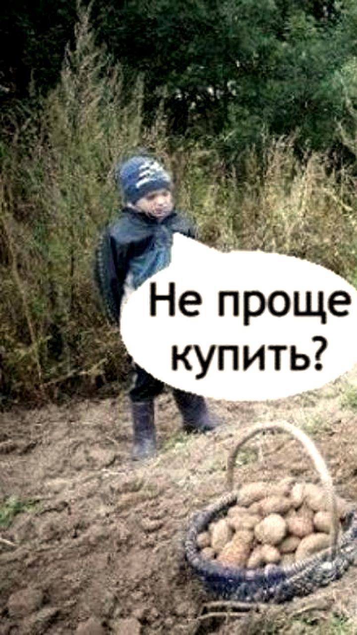 Недостаток рабочих рук влияет на урожай картофеля в России