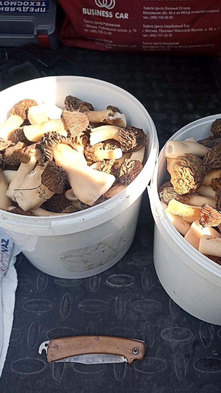 Омичи начали грибной сезон с дележом улова в соцсетях