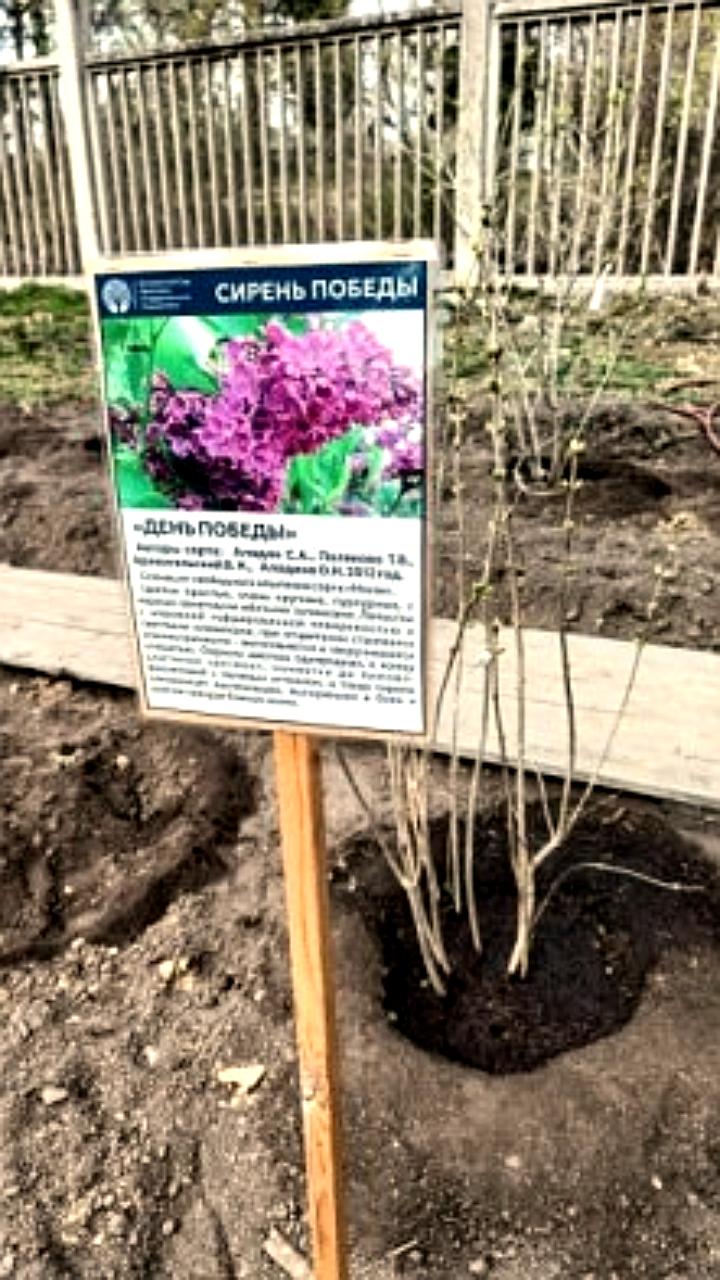 В Донецке высажен сиреневый сад в честь Дня Республики и 80-летия Победы