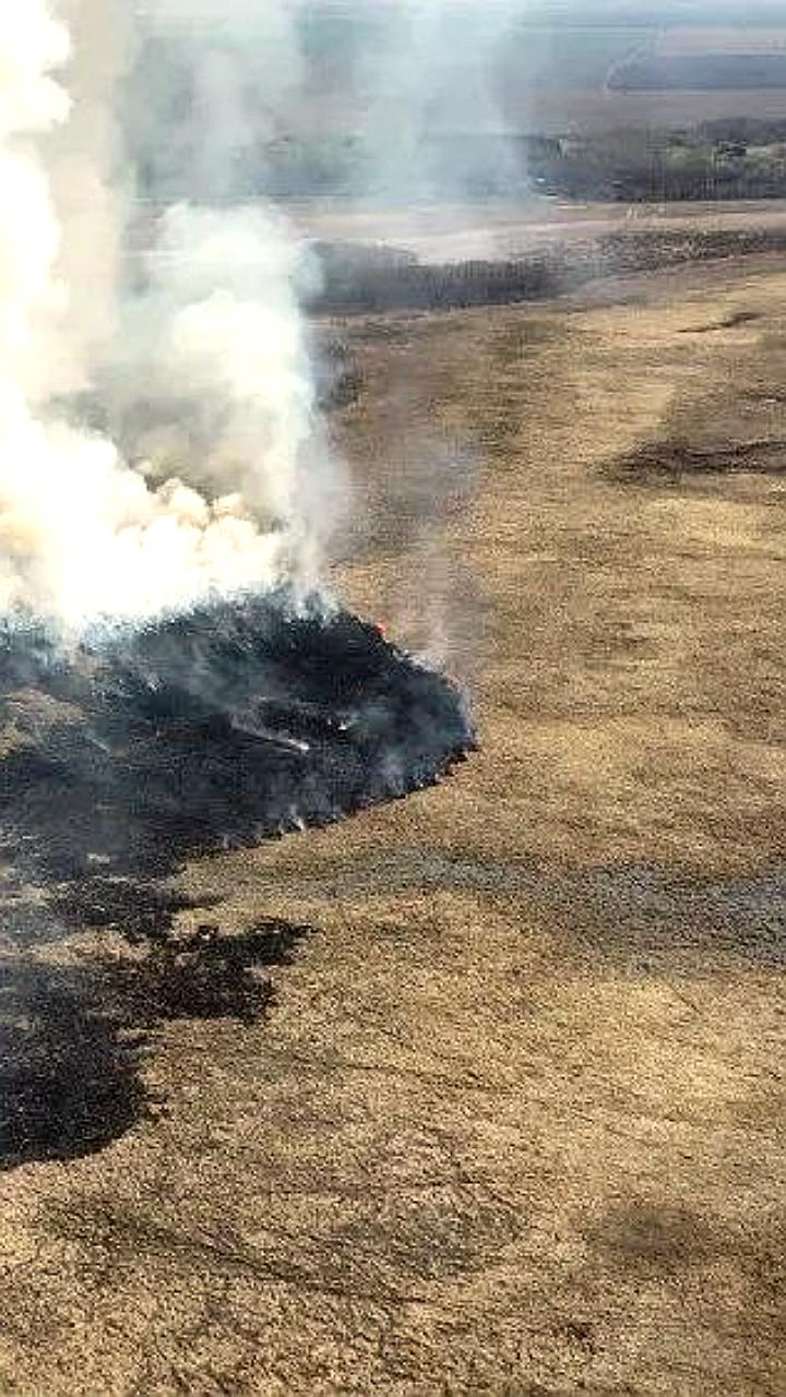 Масштабный пожар в Муравьёвском парке уничтожил гнезда редких птиц