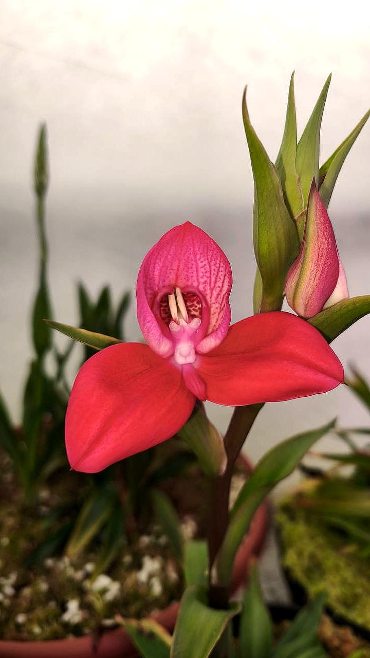 Редкая южноафриканская орхидея Disa uniflora расцвела в ботаническом саду ННГУ