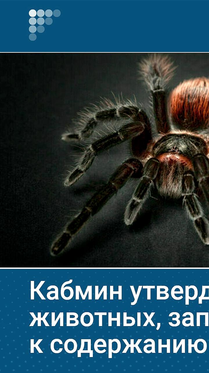 В России утвержден новый список запрещенных к содержанию животных
