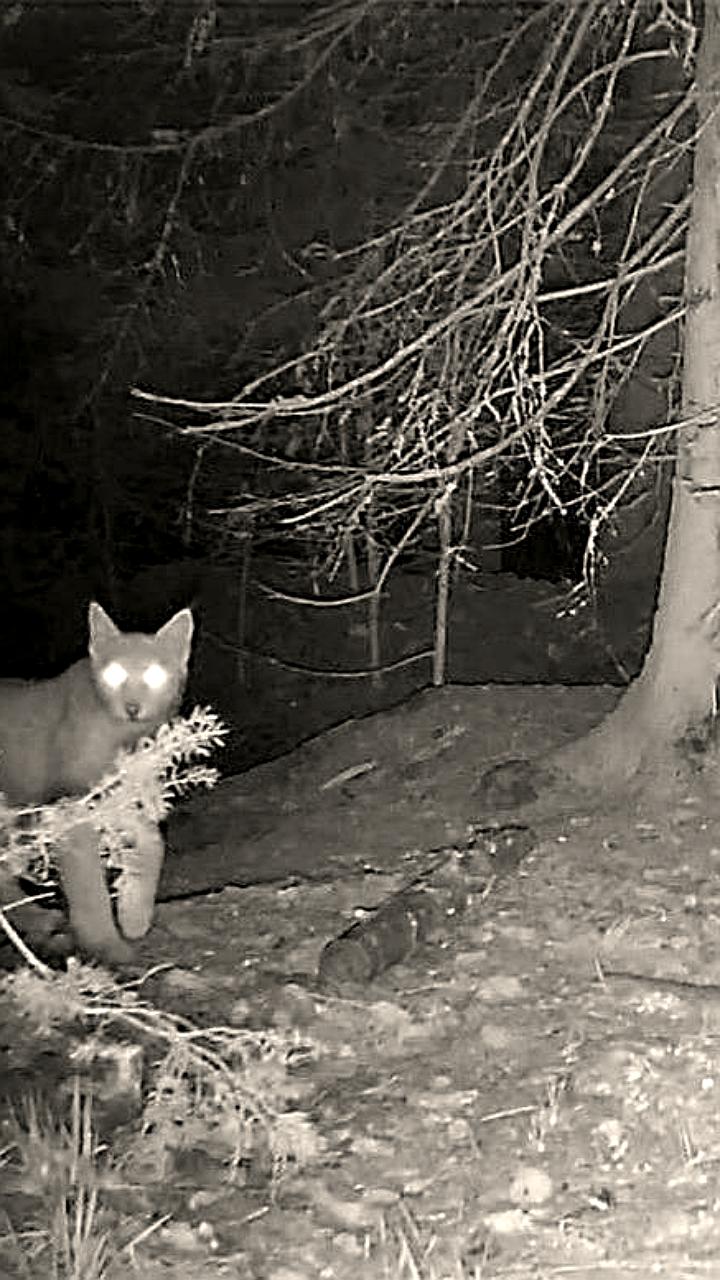 Семья лосей запечатлена в фотоловушке во Владимирской области