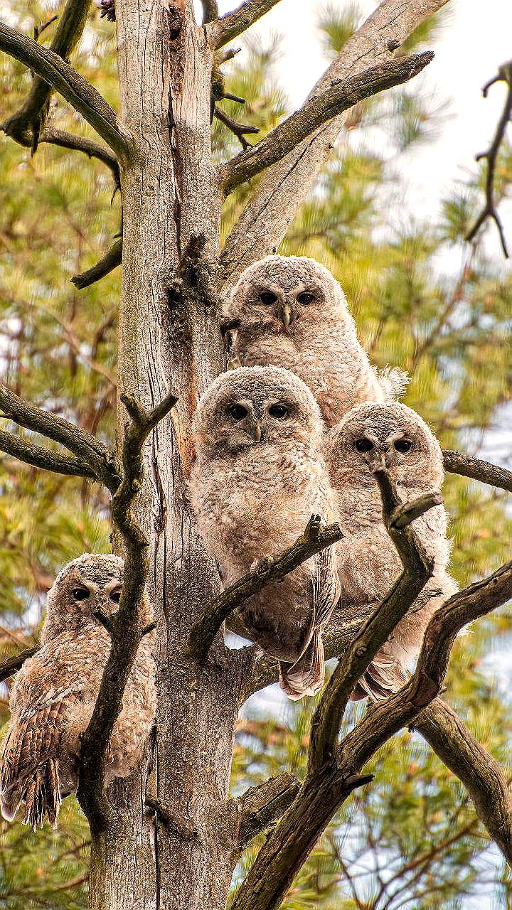 Семья серых неясытей замечена в парке Монрепо