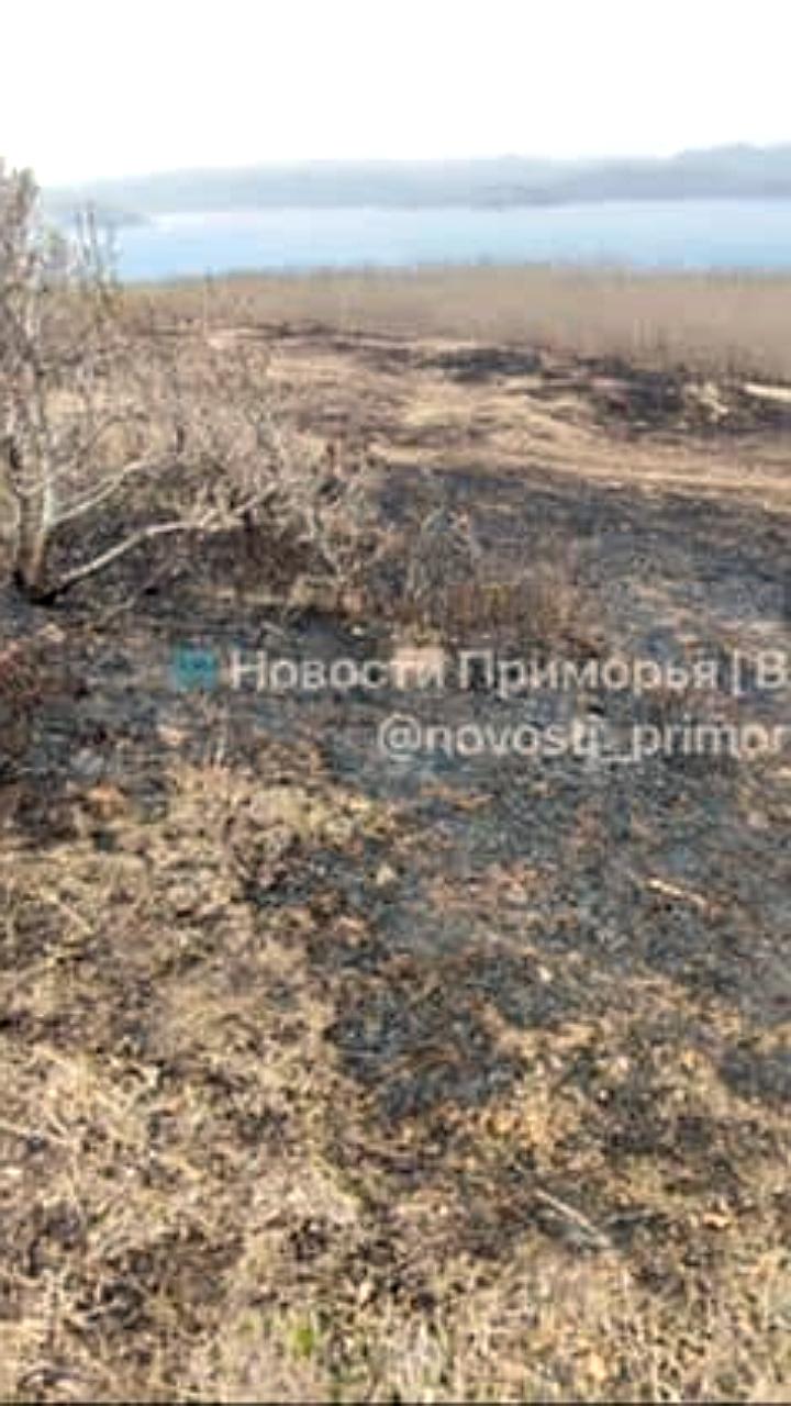 В Приморье уничтожен краснокнижный рододендрон у маяка Балюзек