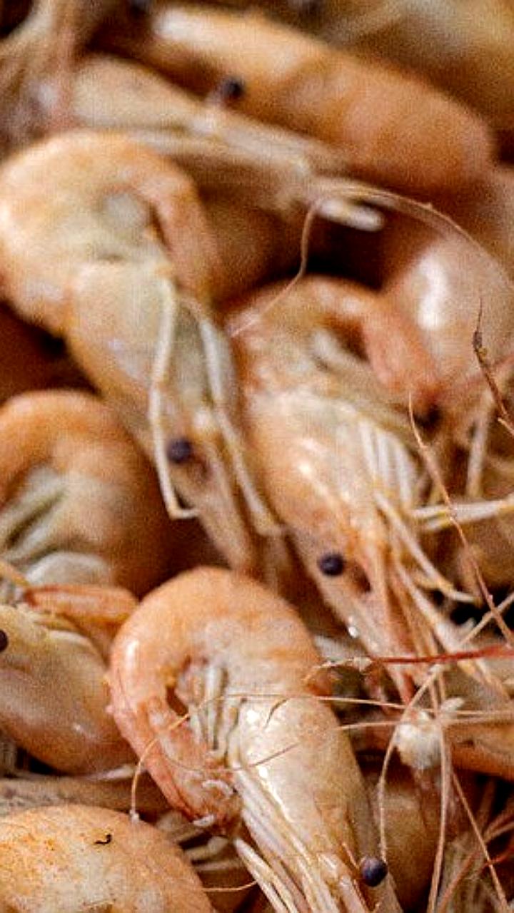 В Ростовской области открыт комплекс по аквакультуре для креветок и раков