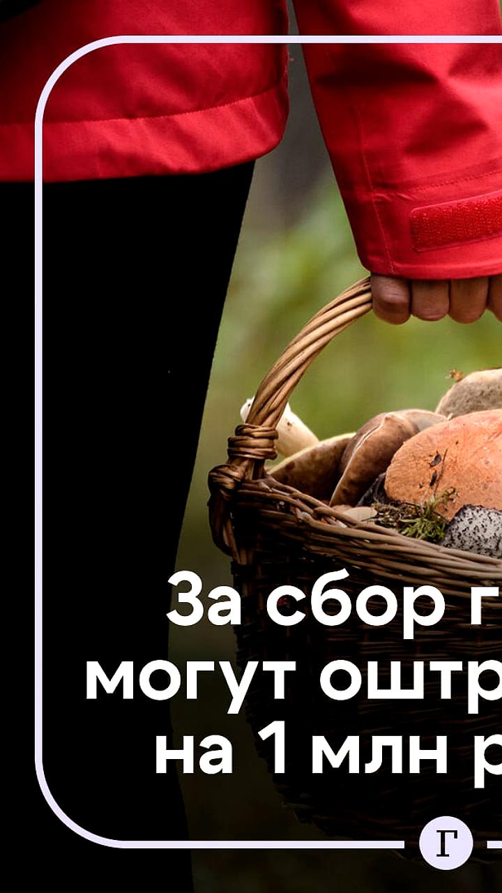 В России введен запрет на сбор грибов из Красной книги с крупными штрафами