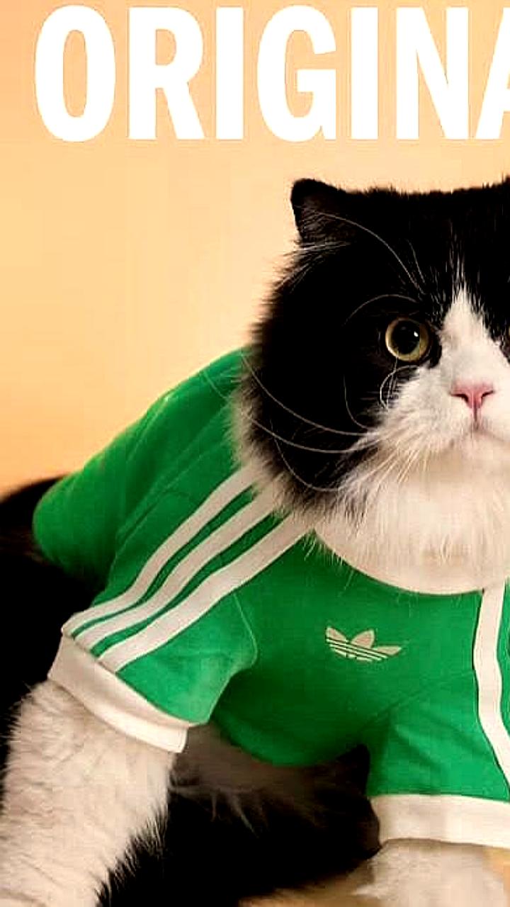 Adidas запускает коллекцию для домашних животных с стильными аксессуарами