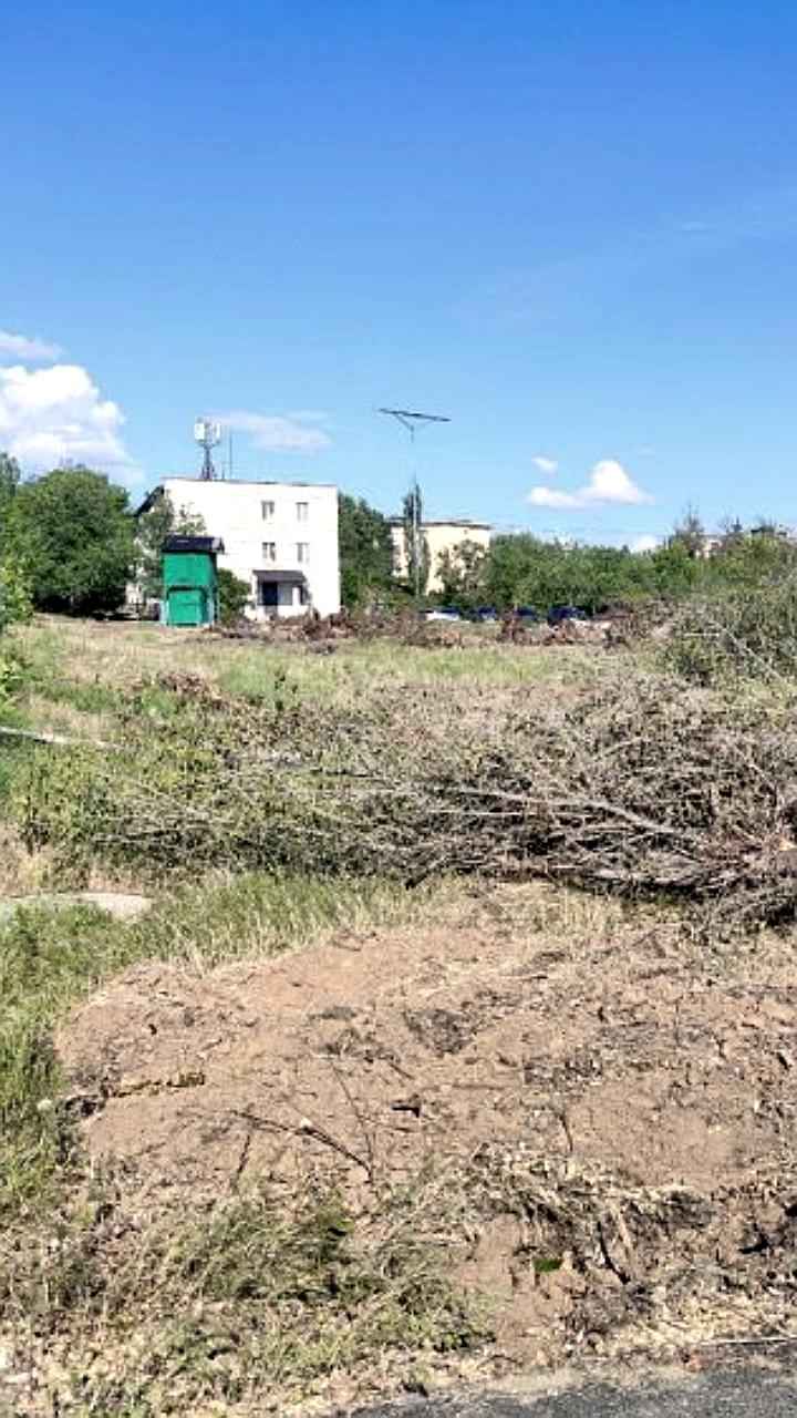 Вандализм и вырубка деревьев: тревожные события в Нижневартовске и Ростове-на-Дону