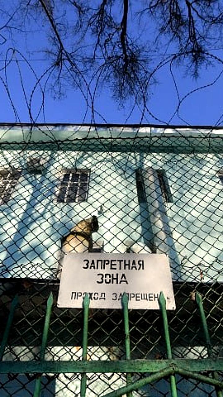 Суд осудил местного жителя за незаконную вырубку каштана в Симферопольском районе
