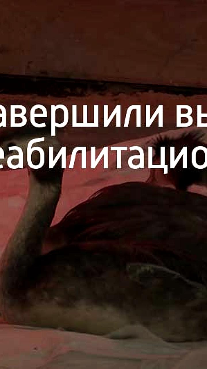 Выпуск реабилитированных птиц из центров помощи в Анапе и Крыму