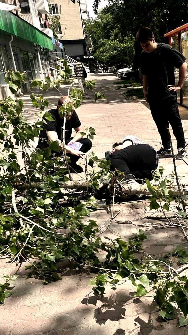 В Ростове дерево упало на женщину, пострадавшую госпитализировали