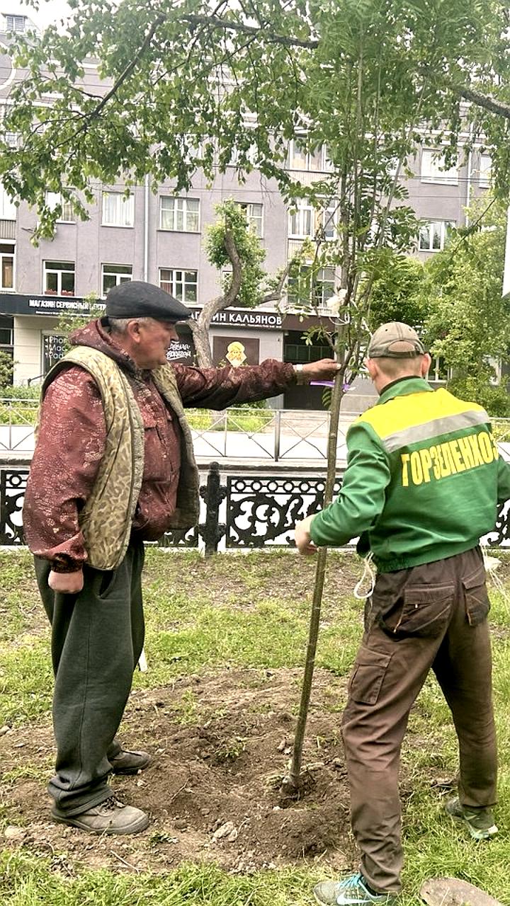 На Красном проспекте высаживают новые рябины для восстановления аллеи