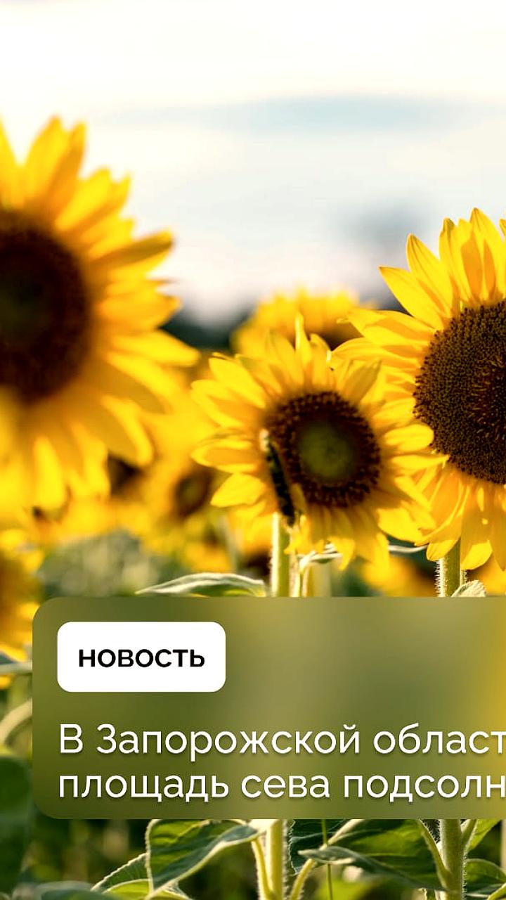 Запорожская область: весенний сев подсолнечника достиг 22,8% от плана