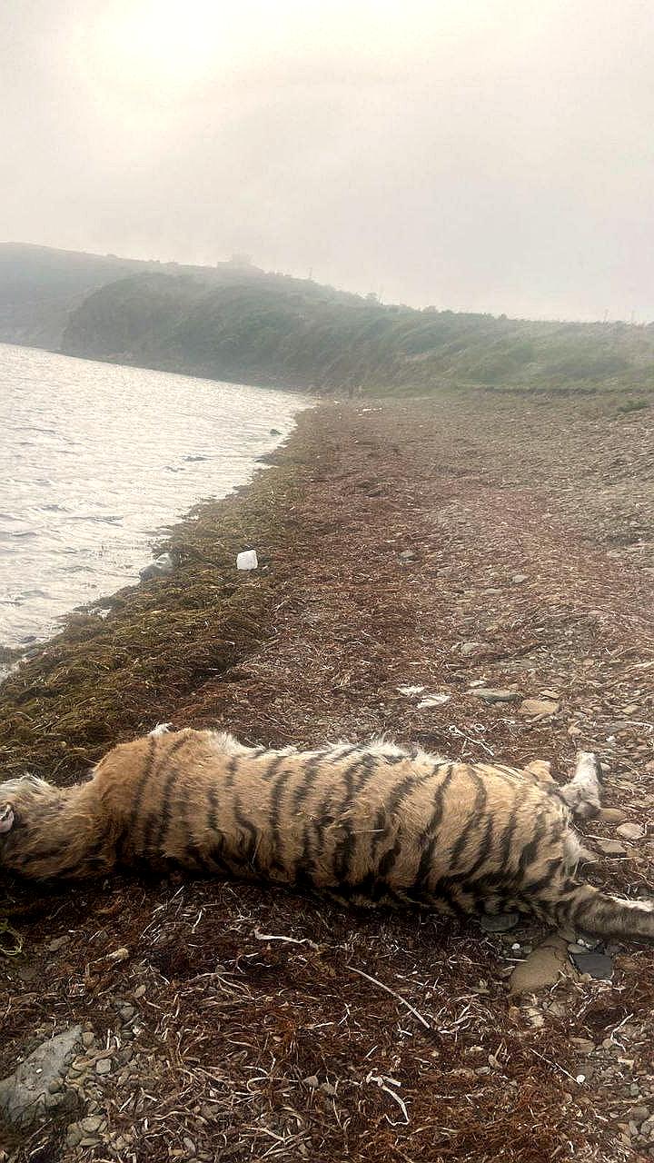 На побережье Приморья обнаружена туша амурского тигра