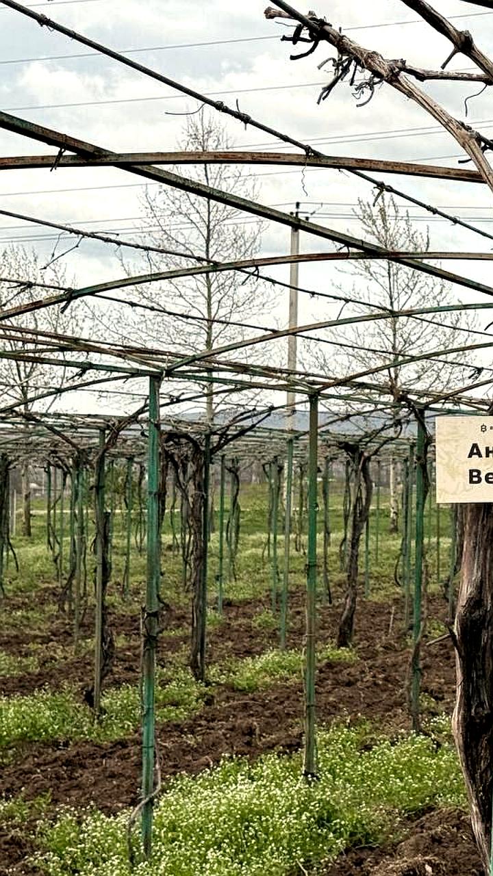 Кубань инициирует защиту виноградопригодных земель на федеральном уровне