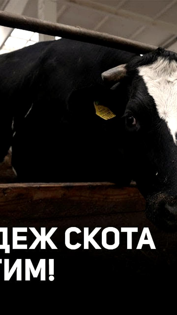 Лукашенко предостерегает о серьезных последствиях падежа скота в стране