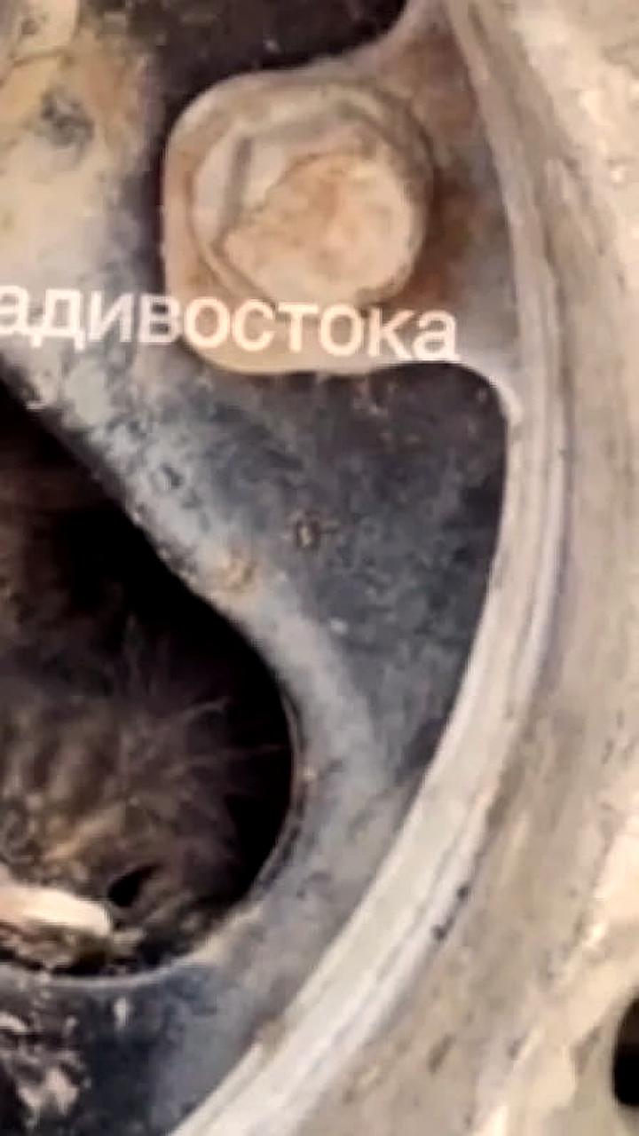 В Фокино в запасном колесе автомобиля обнаружено гнездо с птенцами