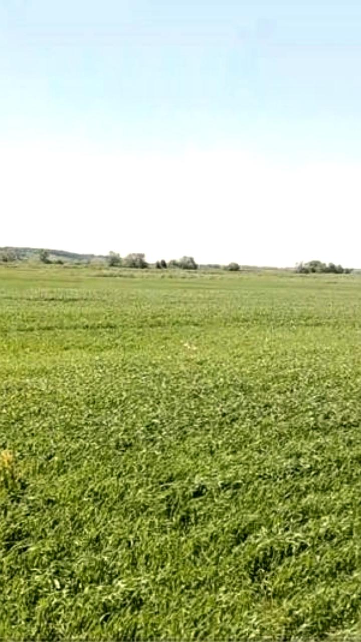 В Рязанской области восстановлено сельхозугодье и сертифицировано семеноводческое хозяйство