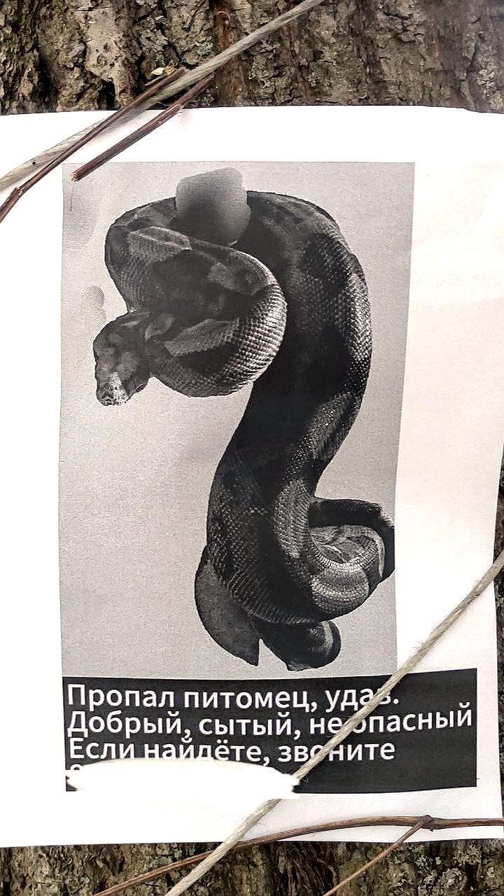В Москве продолжаются поиски сбежавшего удава