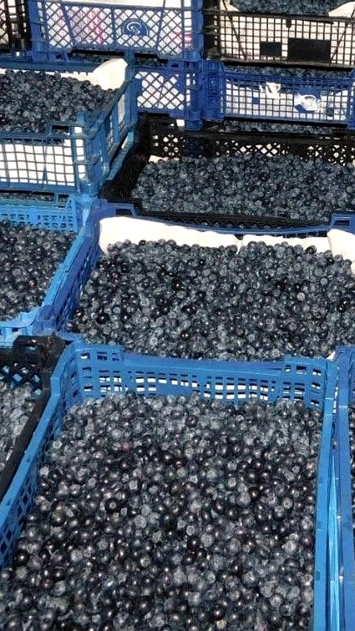 В Петербурге задержана партия голубики из Марокко из-за карантинного вредителя