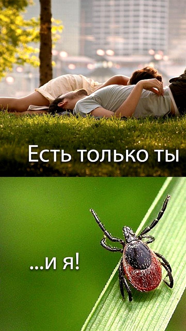 Парочка из Новосибирска обратилась в клинику после встречи с клещами во время отдыха на природе