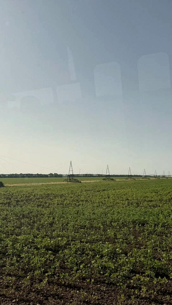 Подготовка к уборке урожая в Курском районе: оценка состояния посевов и прогнозы
