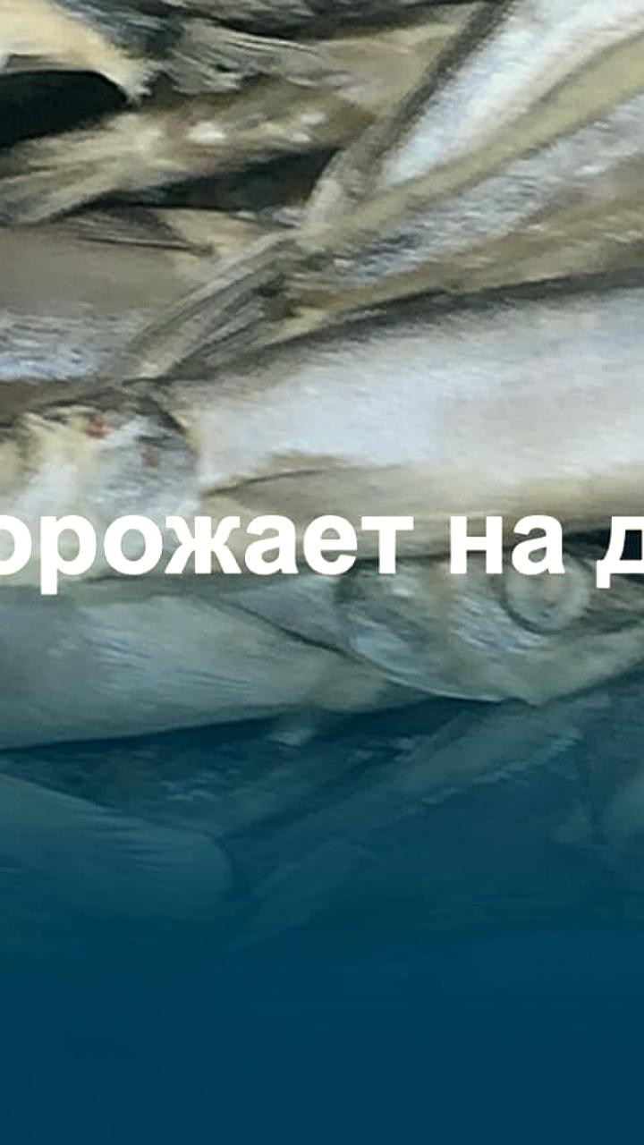 Рост цен на атлантическую мойву в России: стоимость достигла 210 рублей за килограмм