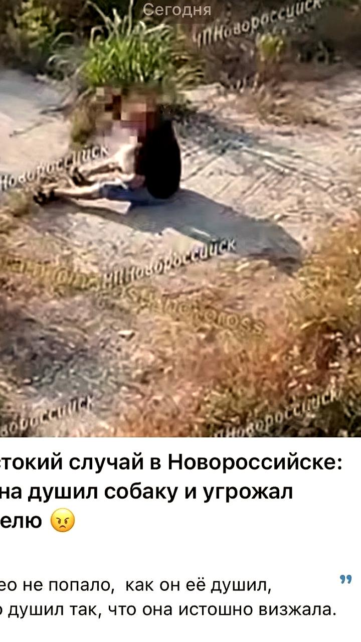 Полиция ЕАО проверяет сообщения о трупах собак в Смидовичском районе