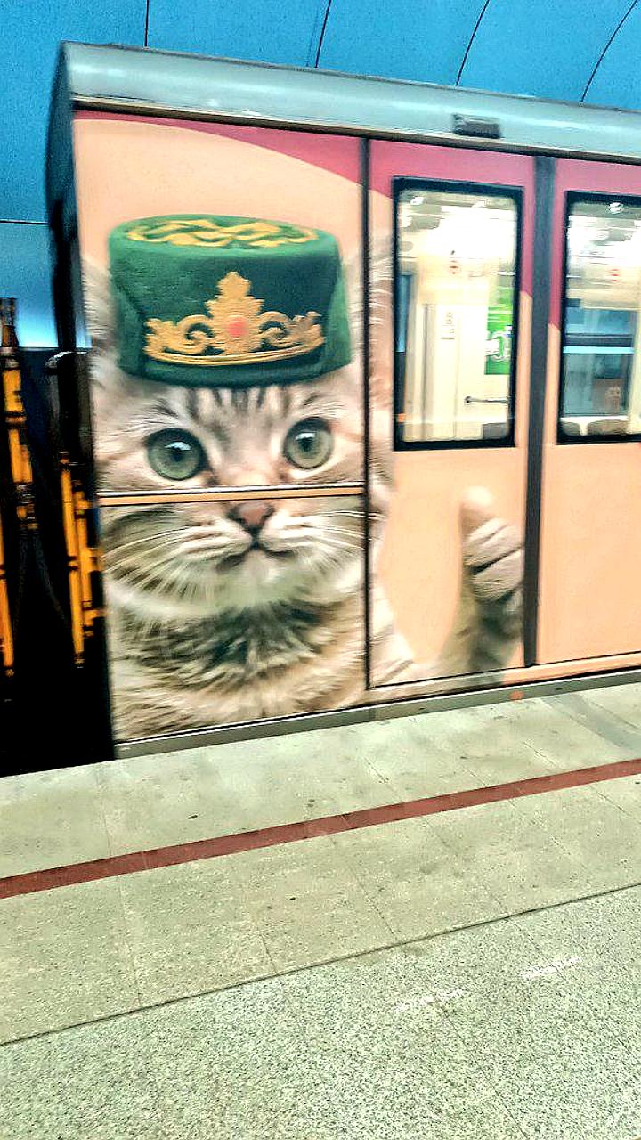 В Казани запустили поезда с котами в тюбетейках