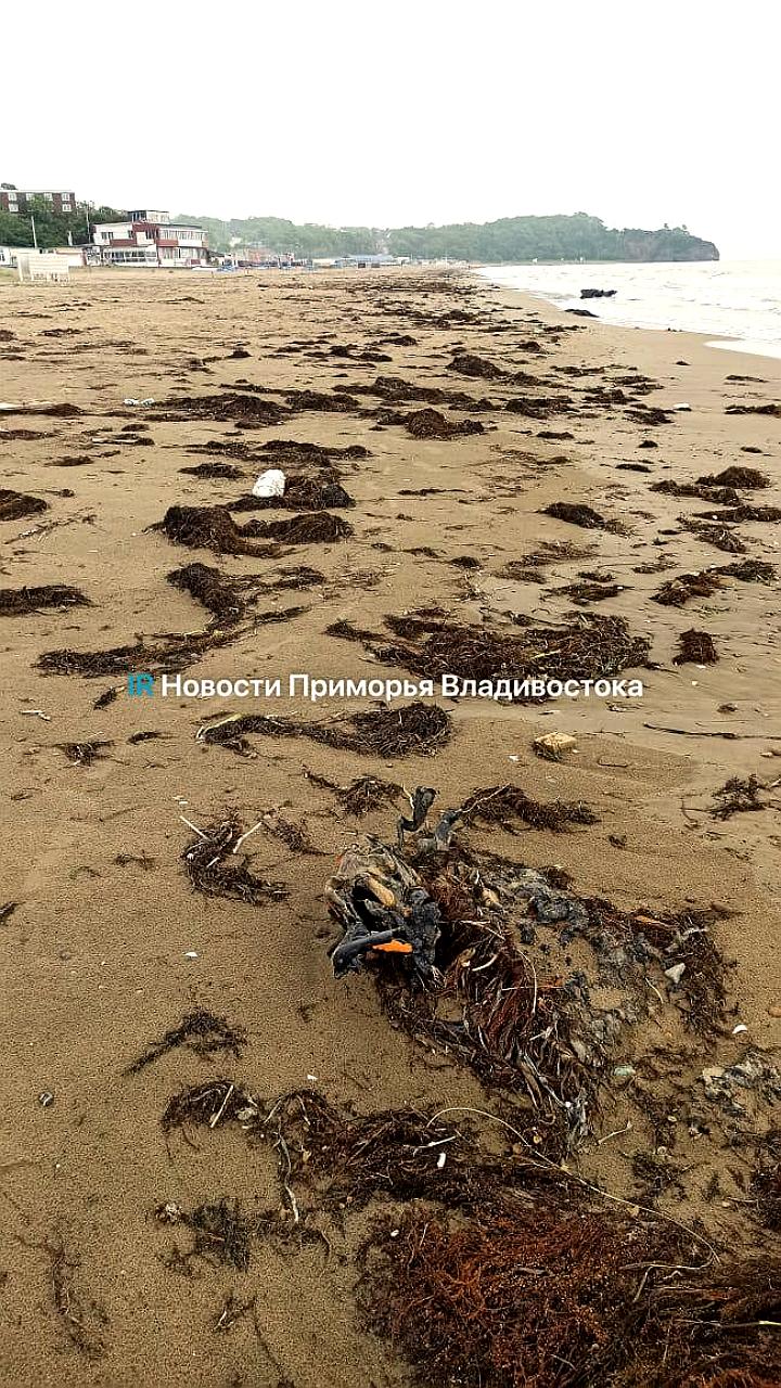 Бийчане требуют установки мусорных контейнеров на пляже перед сезоном