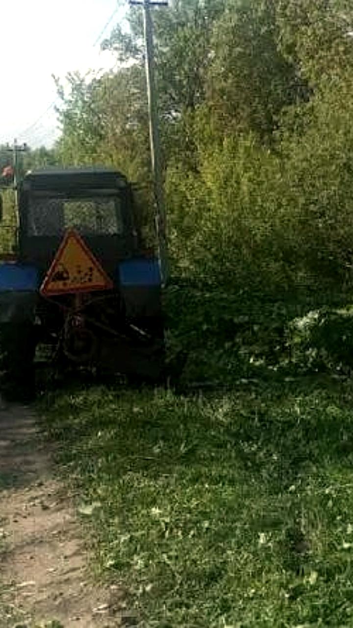 В Воронеже и Выборге зафиксировано массовое распространение борщевика Сосновского