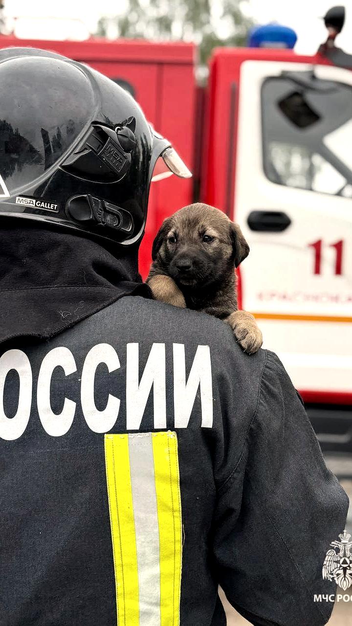 Пожарные Краснокамска взяли под опеку щенят, нуждающихся в помощи