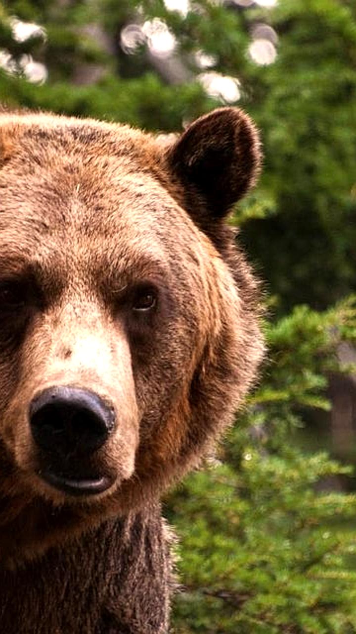 Медведь замечен в Петропавловске-Камчатском: рекомендации по безопасности
