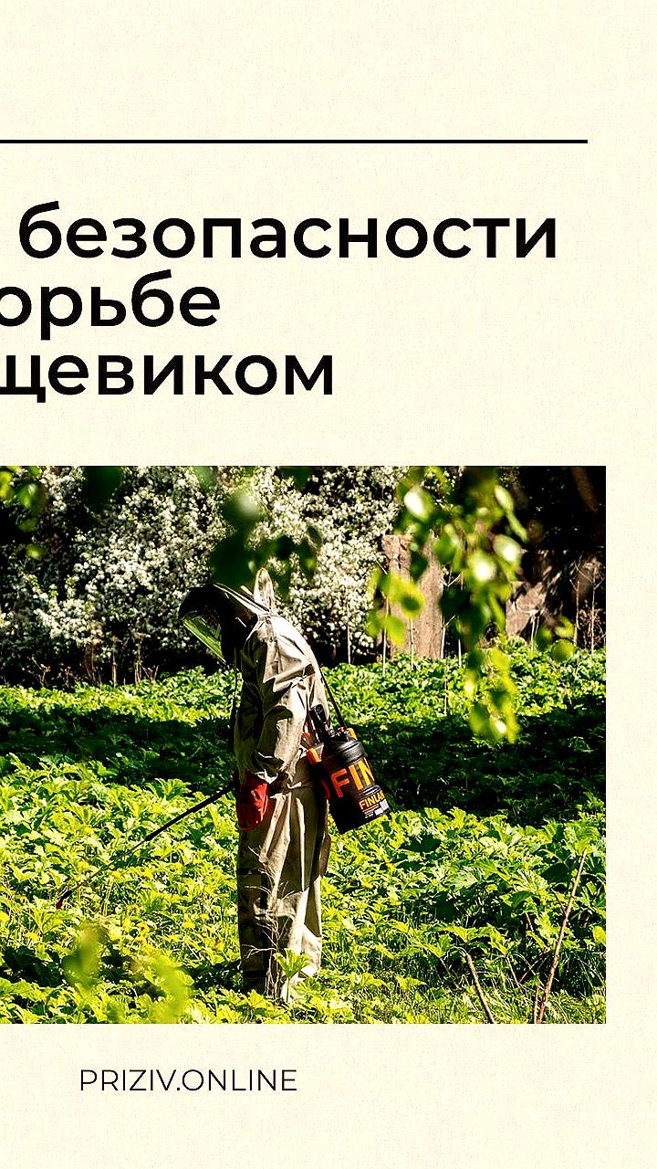 В Домодедове продолжается борьба с борщевиком Сосновского