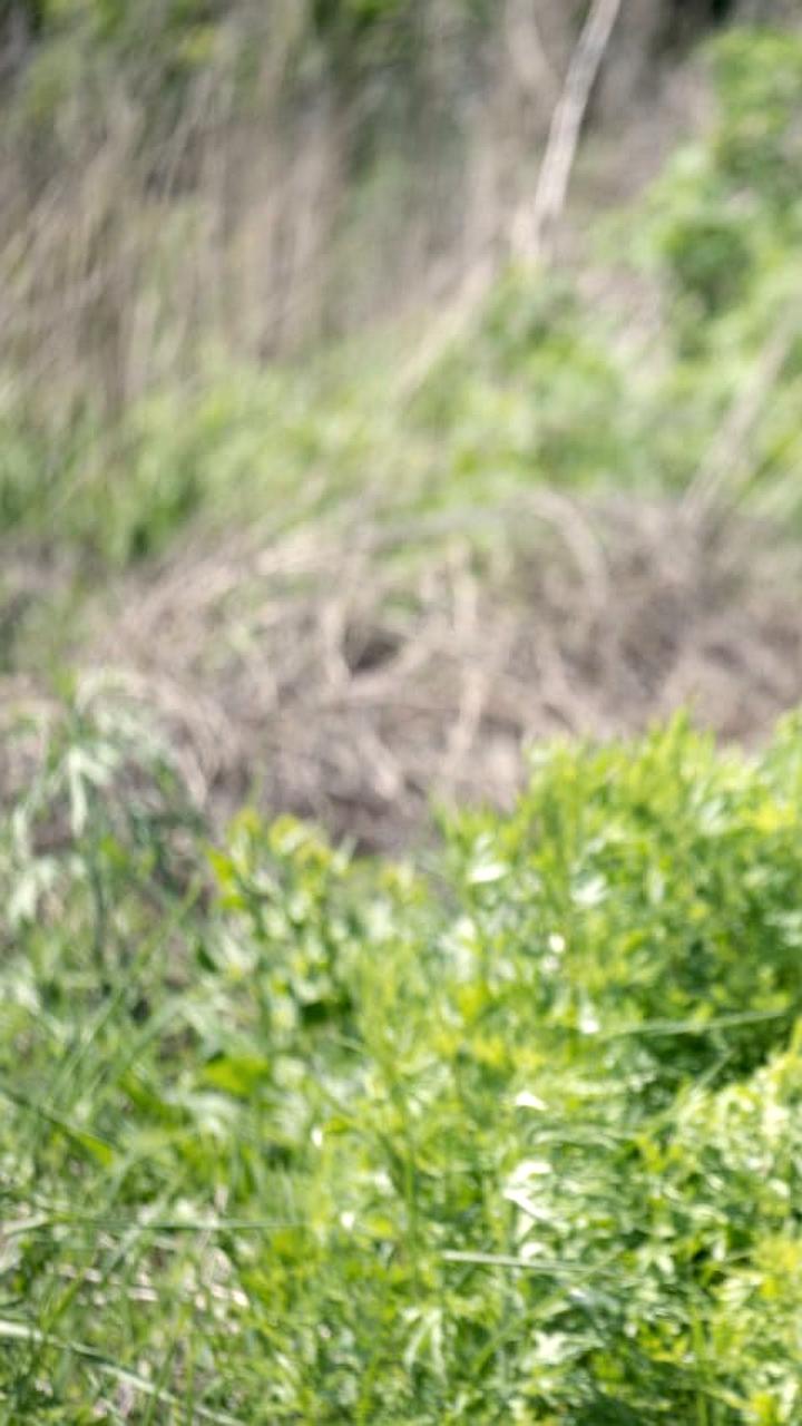 Шесть укусов змей в Нижегородской области в 2025 году