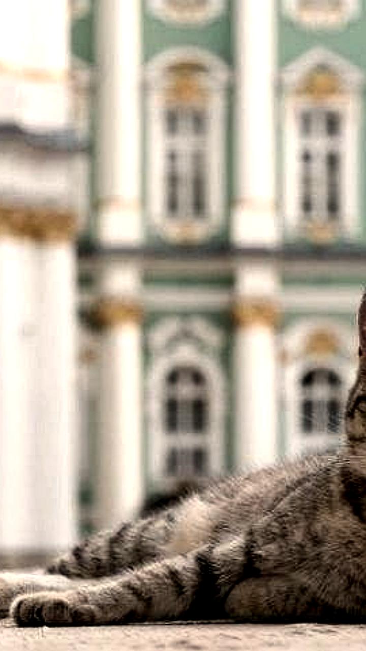 Меценат из Франции оставил наследство котам Эрмитажа