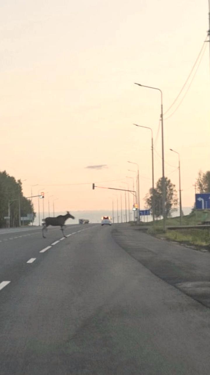 Увеличение численности диких животных в Нижегородской области вызывает опасения в Калужской
