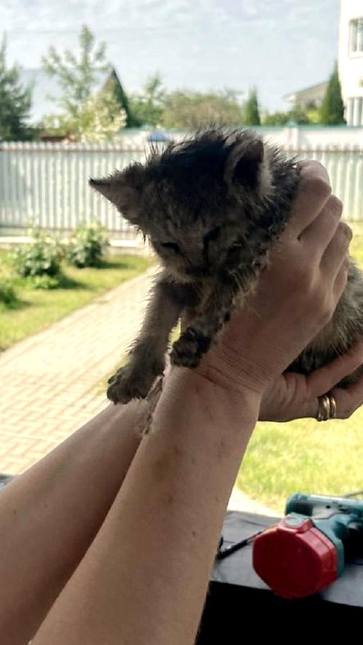 Спасение котенка из затопленного колодца в Дубне и Всеволожске