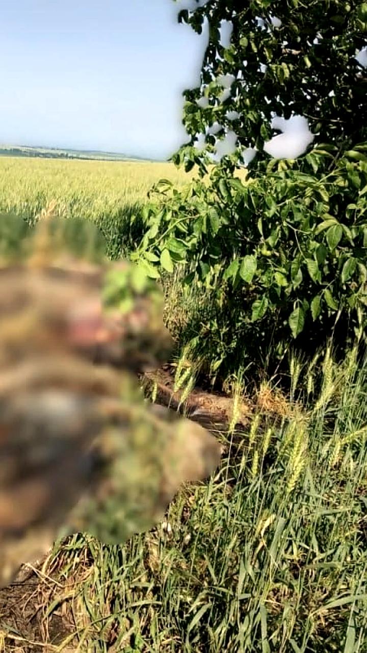 Вспышка африканской чумы свиней в Молдове: карантин и расследование