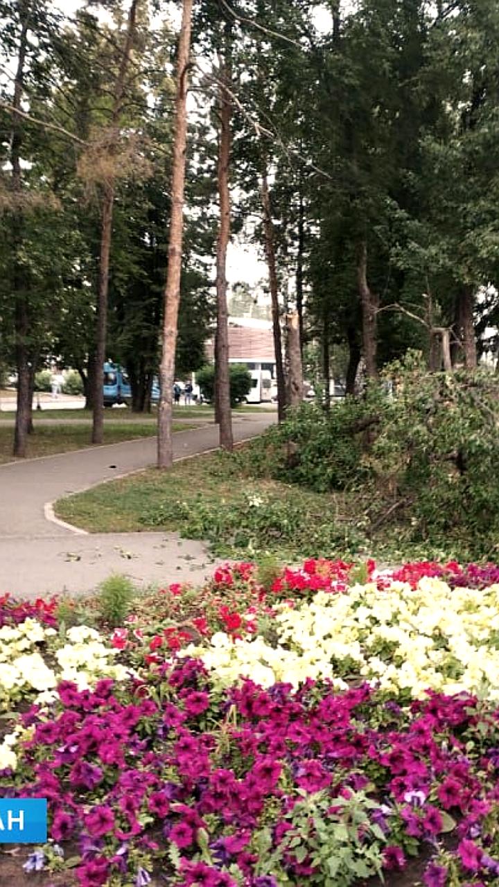 Дерево упало на женщину в Уфе: пострадавшая госпитализирована