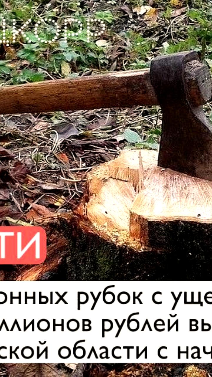В Украине и Подмосковье пресечены случаи незаконной вырубки лесов и добычи песка